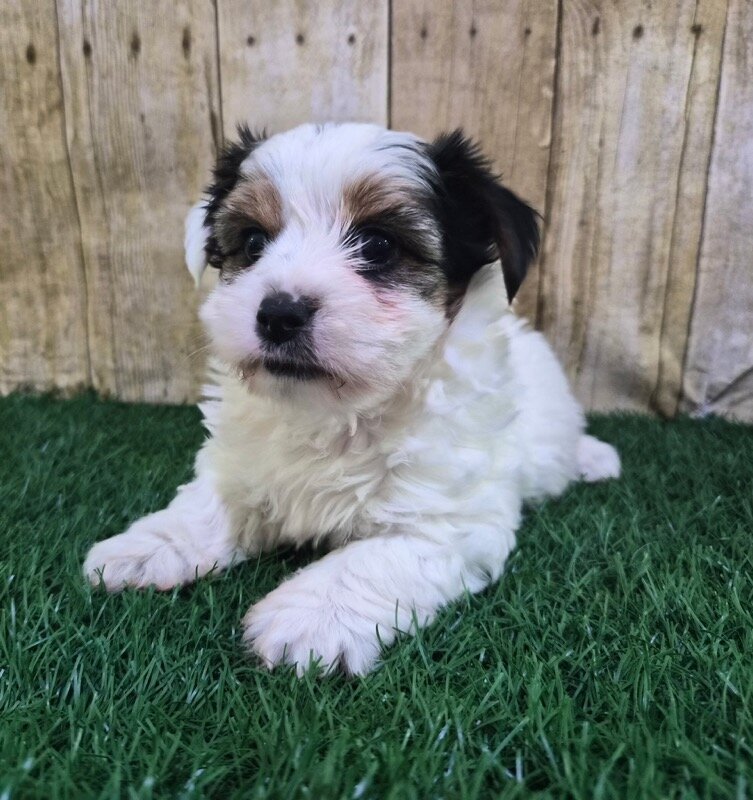 Chanel Female Biewer Terrier image 7
