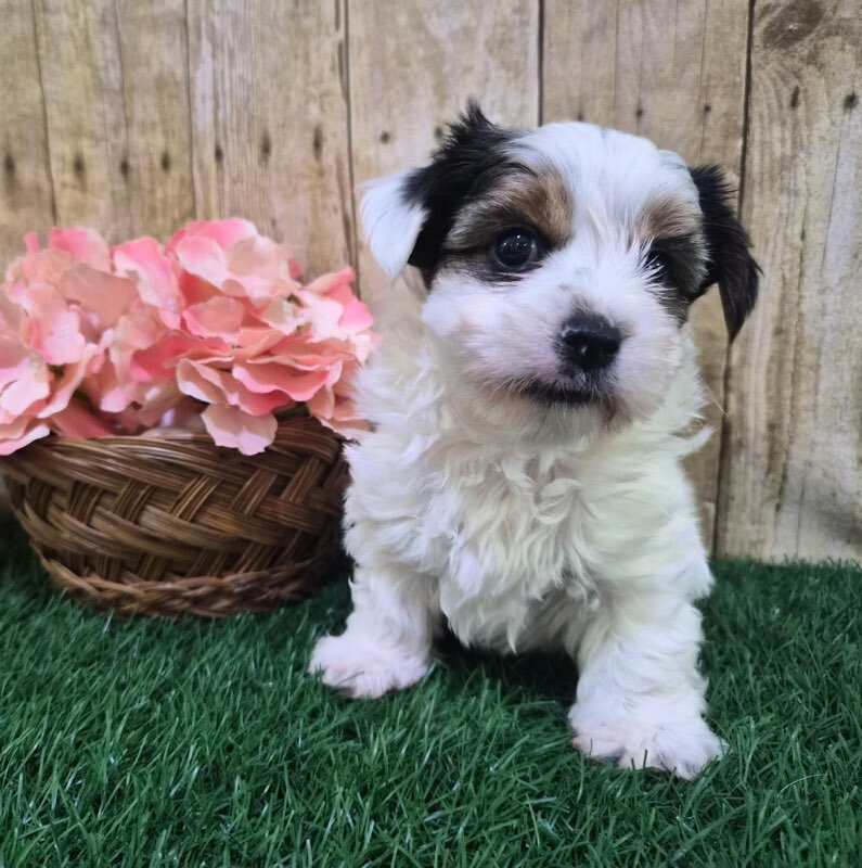 Chanel Female Biewer Terrier image 3
