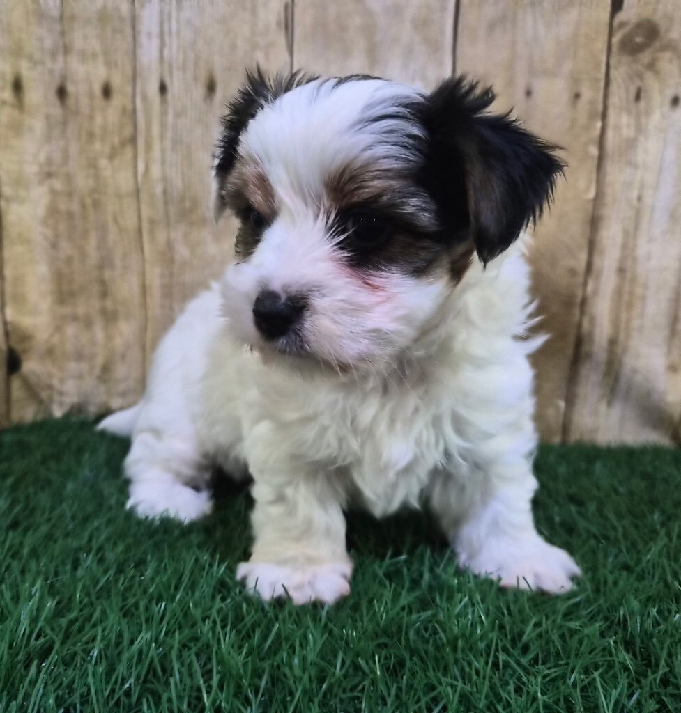 Chanel Female Biewer Terrier image 4