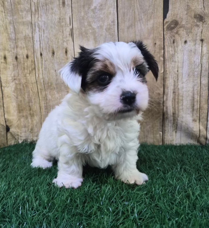 Chanel Female Biewer Terrier image 5