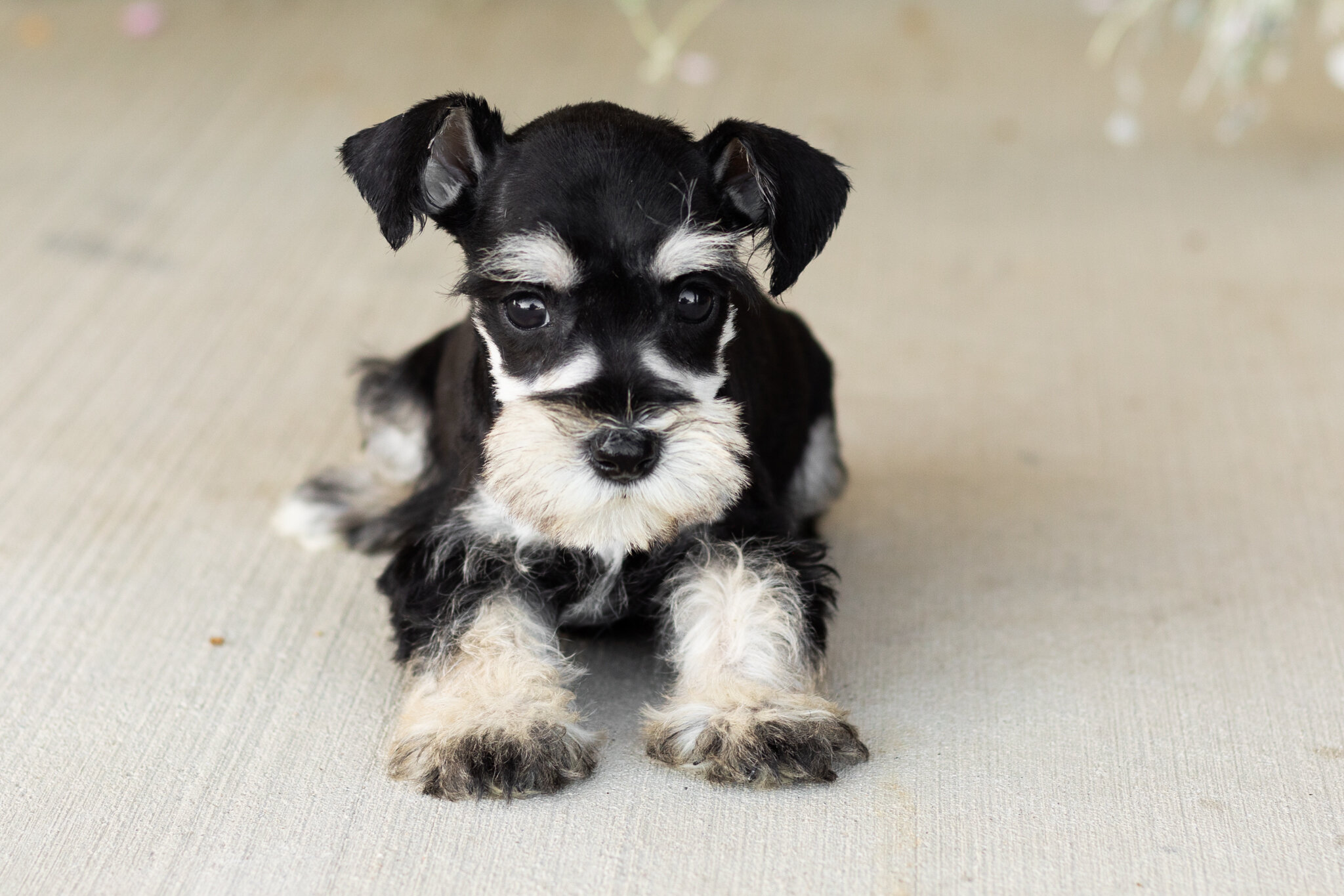 AKC Mini Schnauzer female pup in Indiana (Sophia) image 2