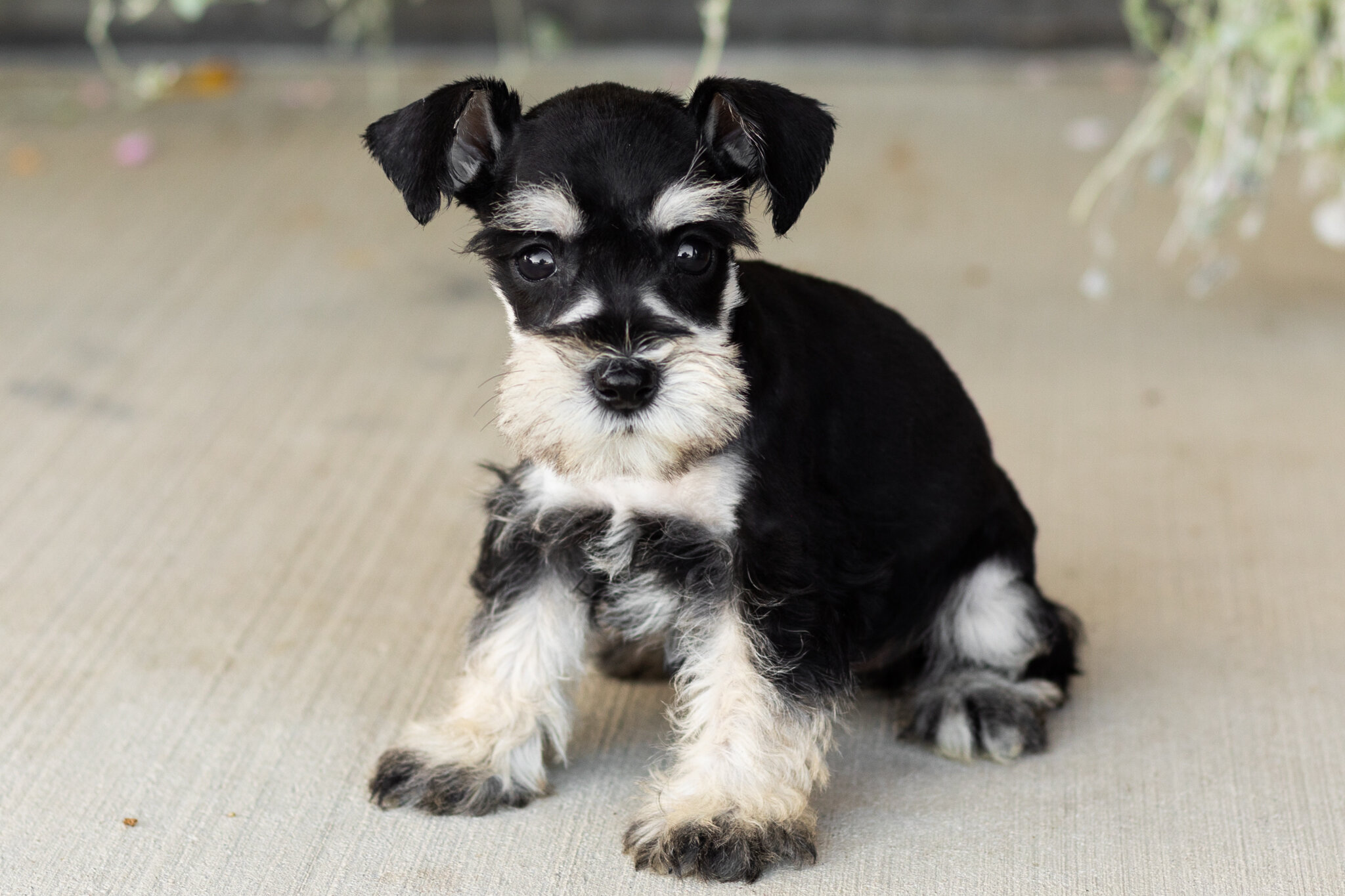 AKC Mini Schnauzer female pup in Indiana (Sophia) image 3