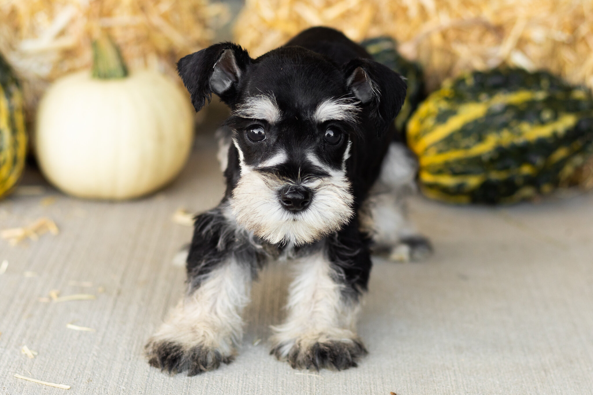 AKC Mini Schnauzer female pup in Indiana (Sophia) image 4