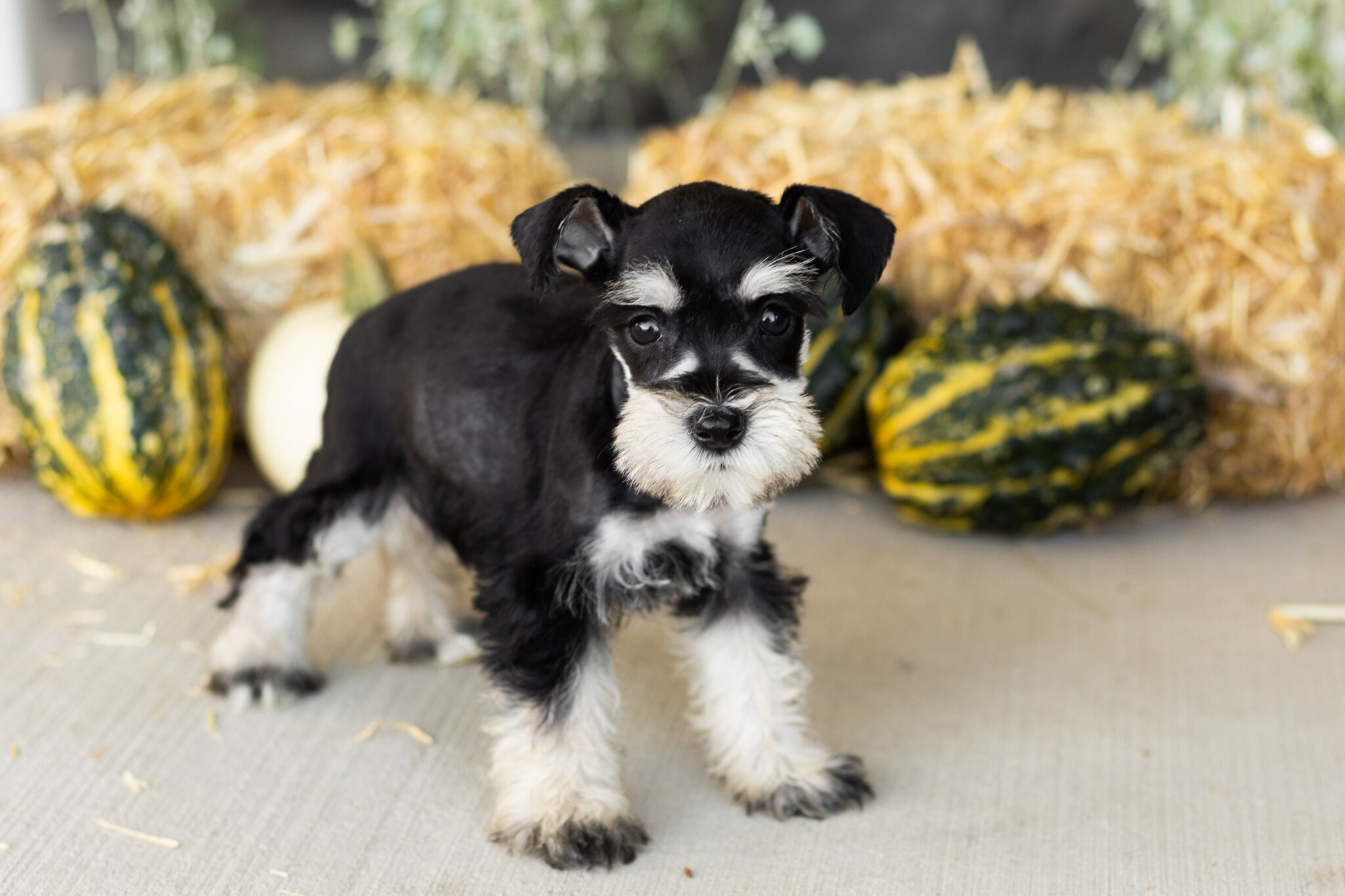 AKC Mini Schnauzer female pup in Indiana (Sophia) image 1