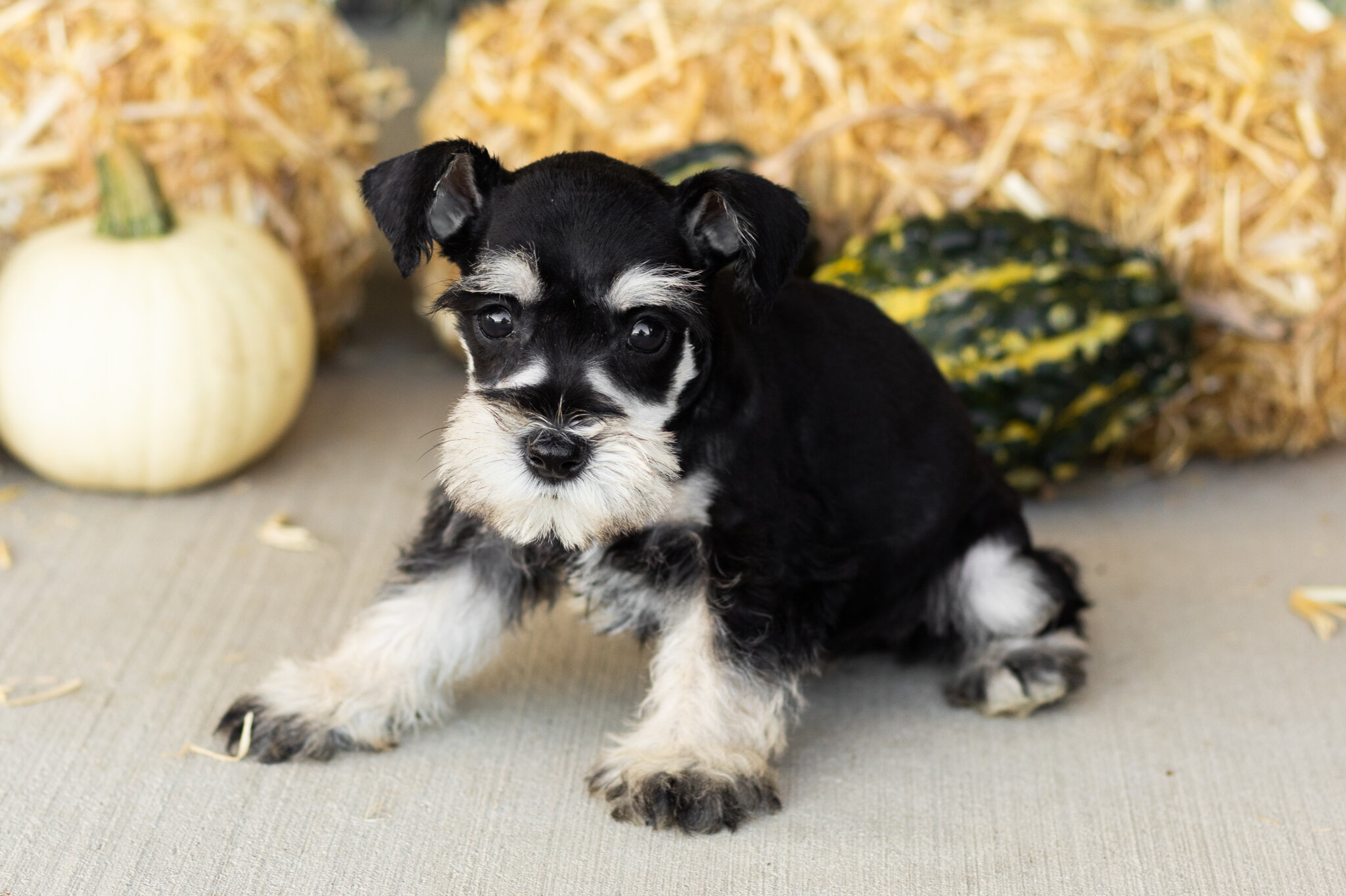 AKC Mini Schnauzer female pup in Indiana (Sophia) image 5