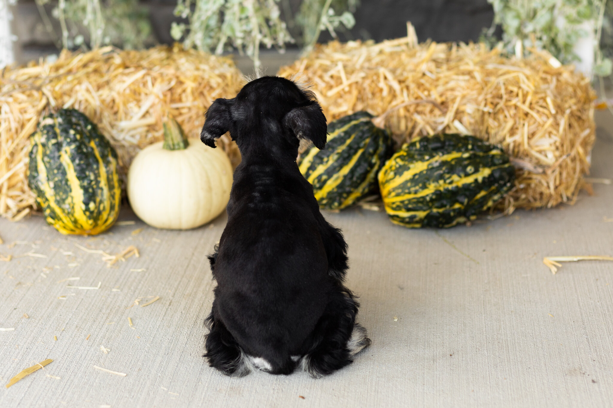 AKC Mini Schnauzer female pup in Indiana (Sophia) image 6