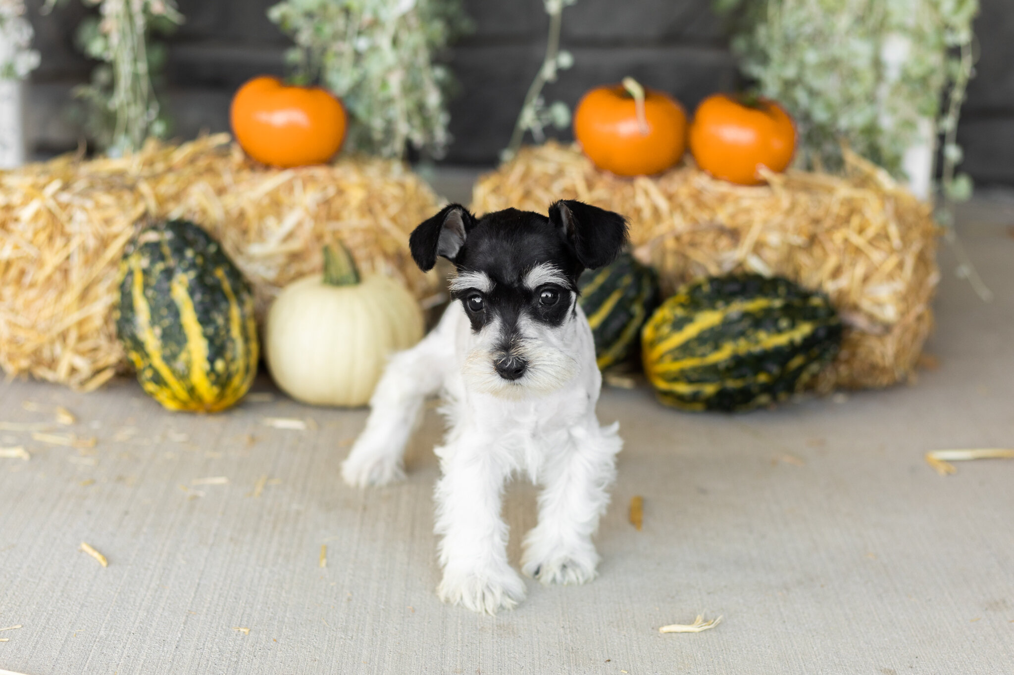AKC mini schnauzer female pup in Indiana (Sassy) image 2