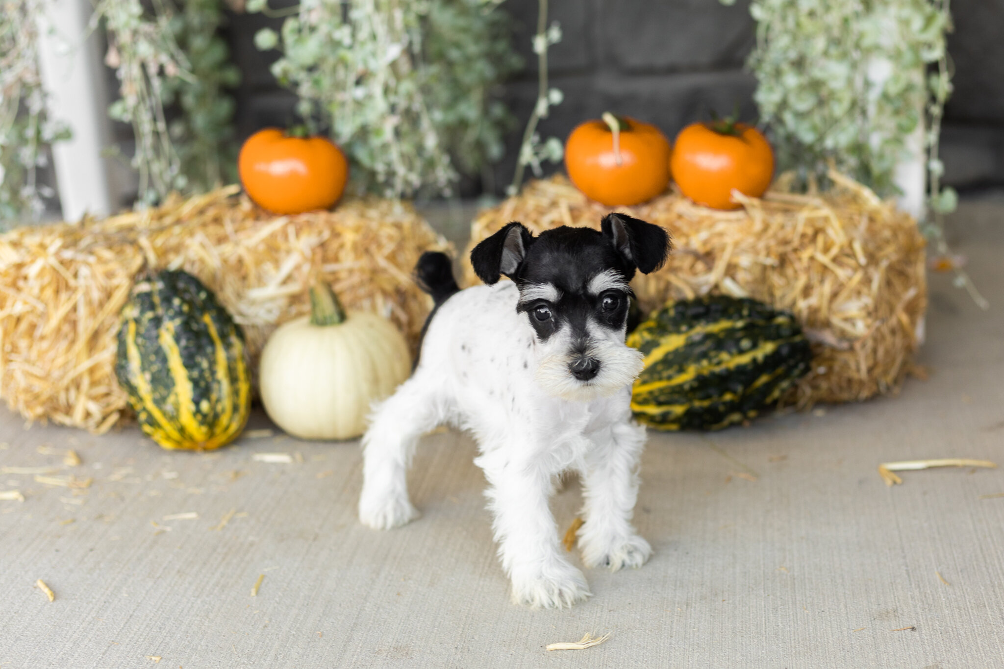 AKC mini schnauzer female pup in Indiana (Sassy) image 3