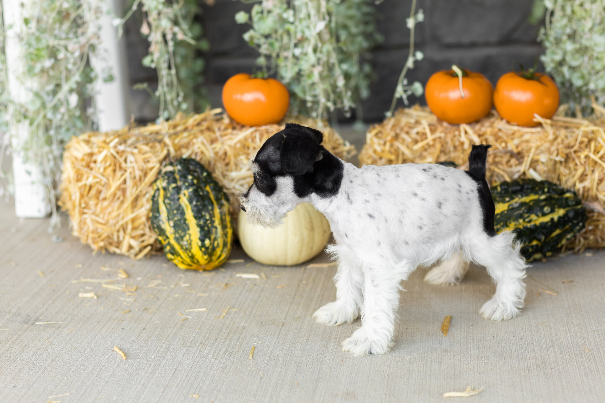 AKC mini schnauzer female pup in Indiana (Sassy) image 4