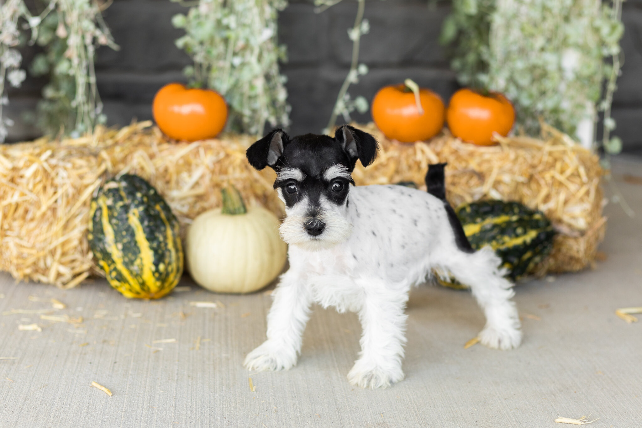 AKC mini schnauzer female pup in Indiana (Sassy) image 1