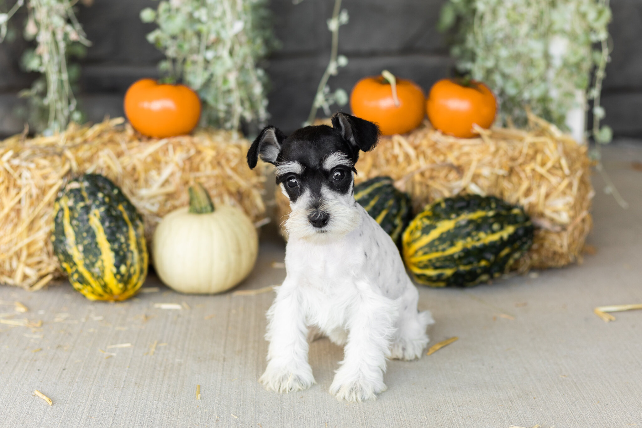 AKC mini schnauzer female pup in Indiana (Sassy) image 5