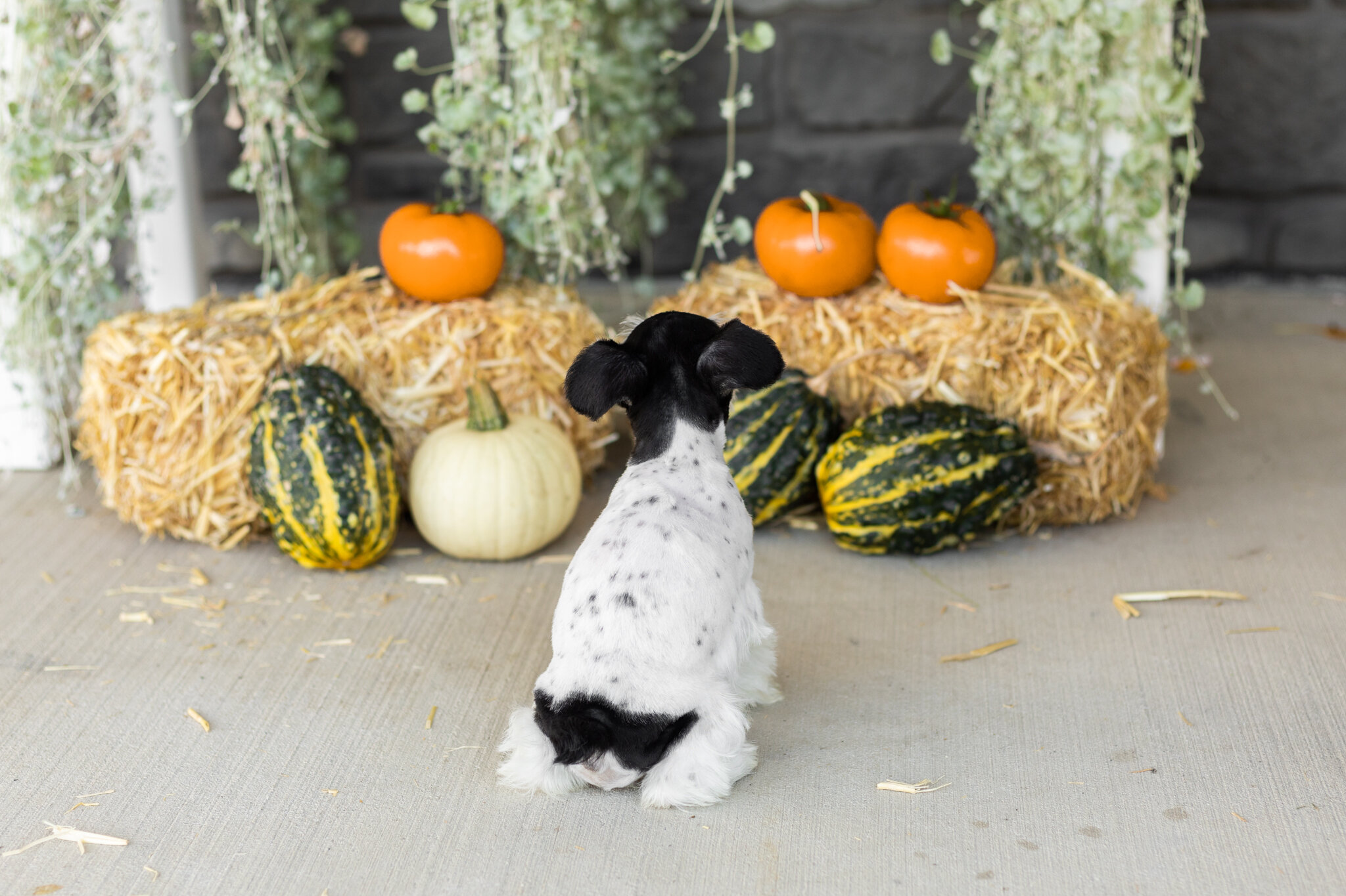 AKC mini schnauzer female pup in Indiana (Sassy) image 6