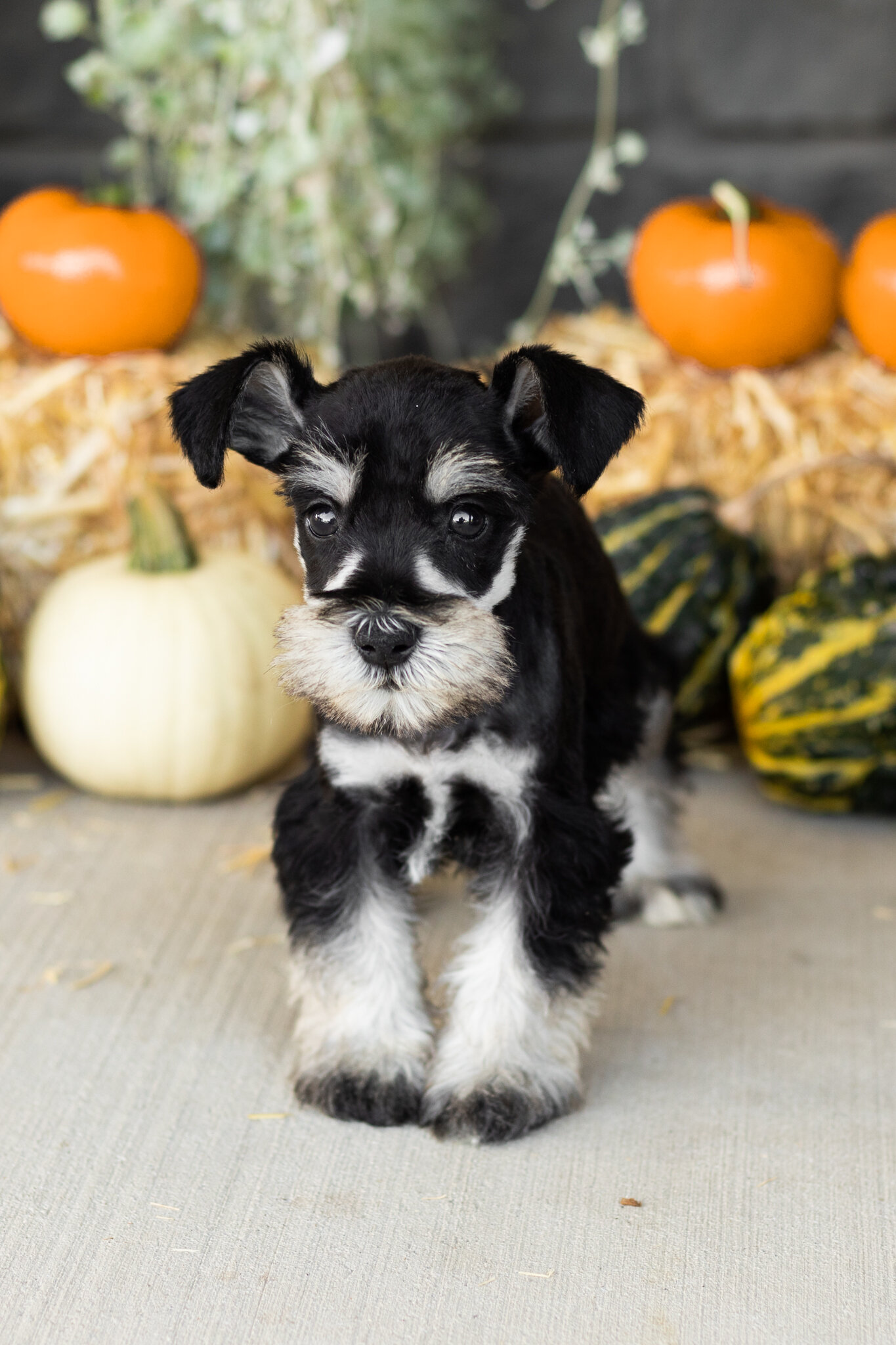 AKC mini schnauzer male pup in Indiana (Sam) image 1