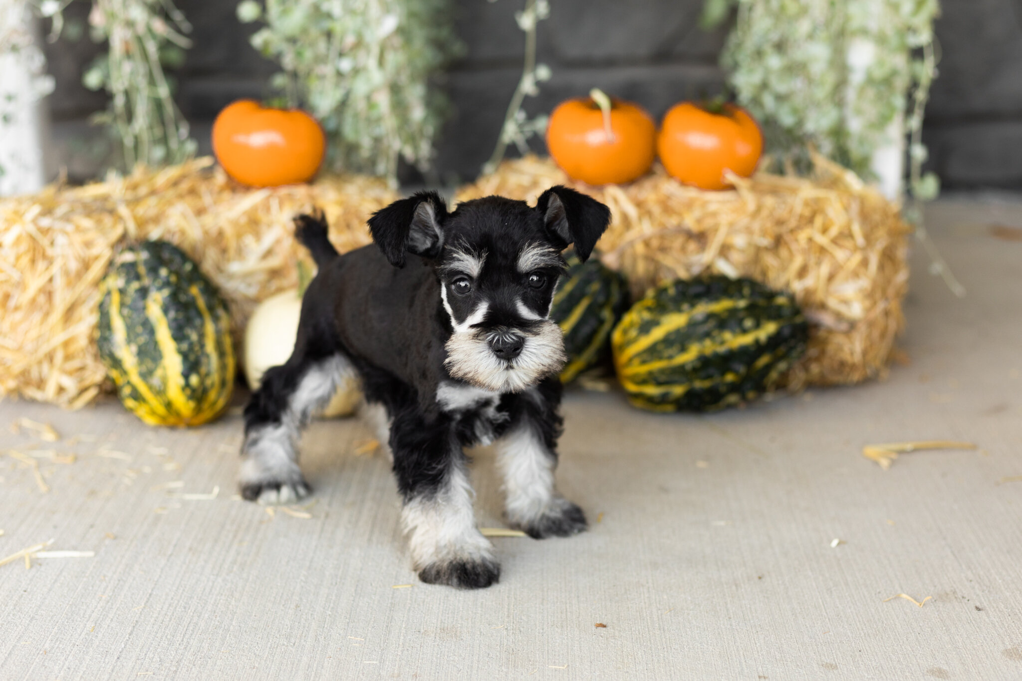 AKC mini schnauzer male pup in Indiana (Sam) image 2