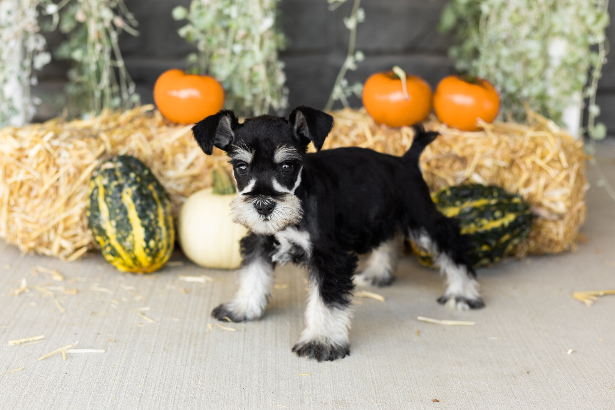AKC mini schnauzer male pup in Indiana (Sam) image 3