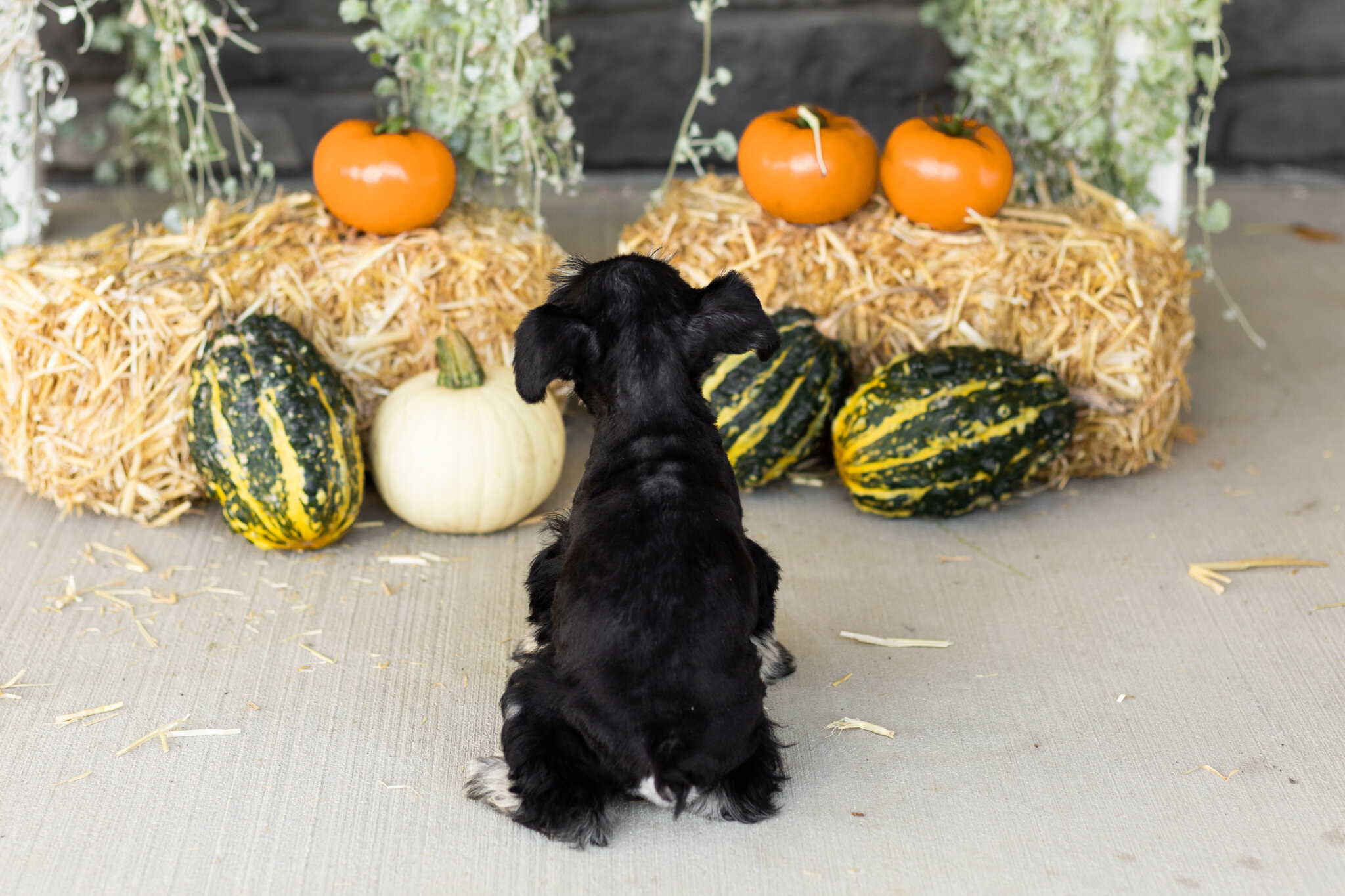 AKC mini schnauzer male pup in Indiana (Sam) image 4