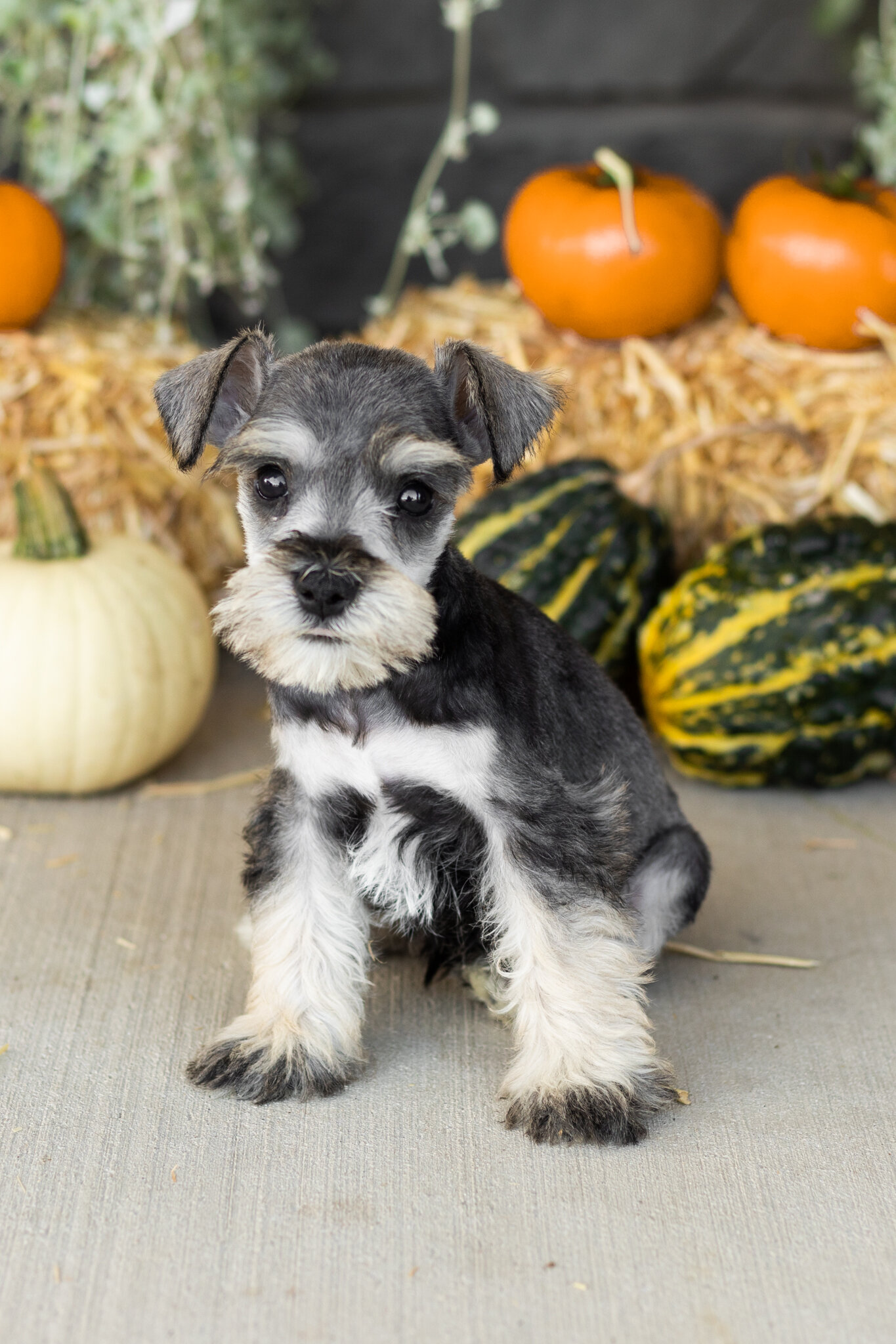 AKC Mini schnauzer male pup in Indiana (Sal) image 1