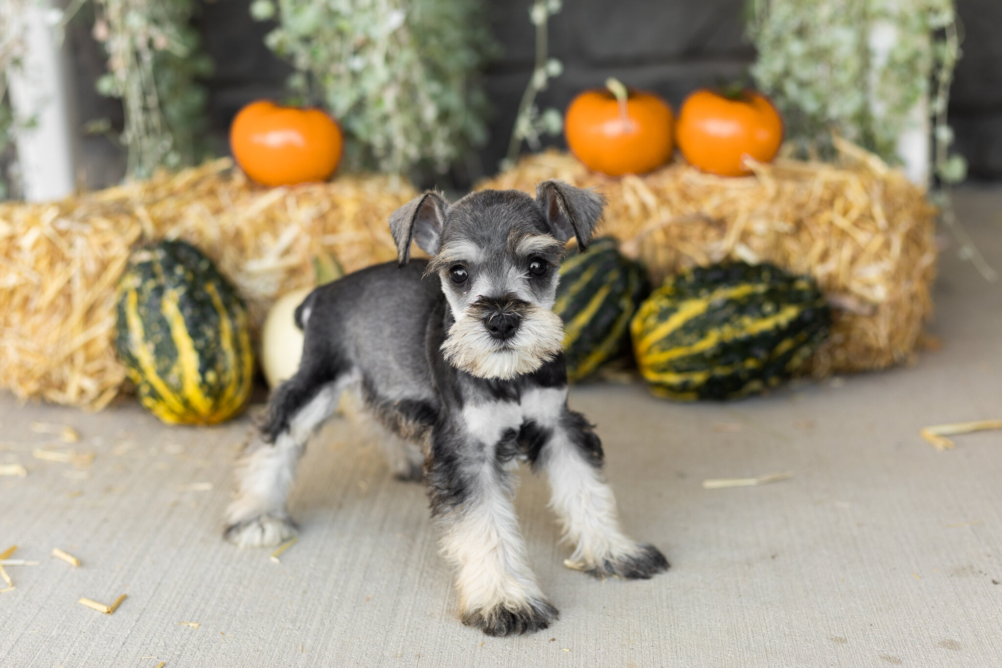 AKC Mini schnauzer male pup in Indiana (Sal) image 2