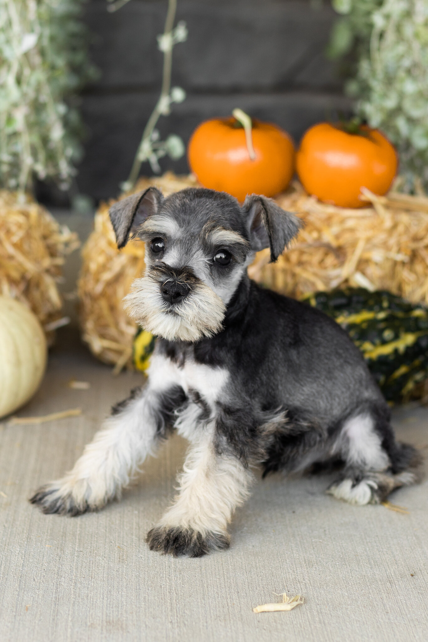 AKC Mini schnauzer male pup in Indiana (Sal) image 3