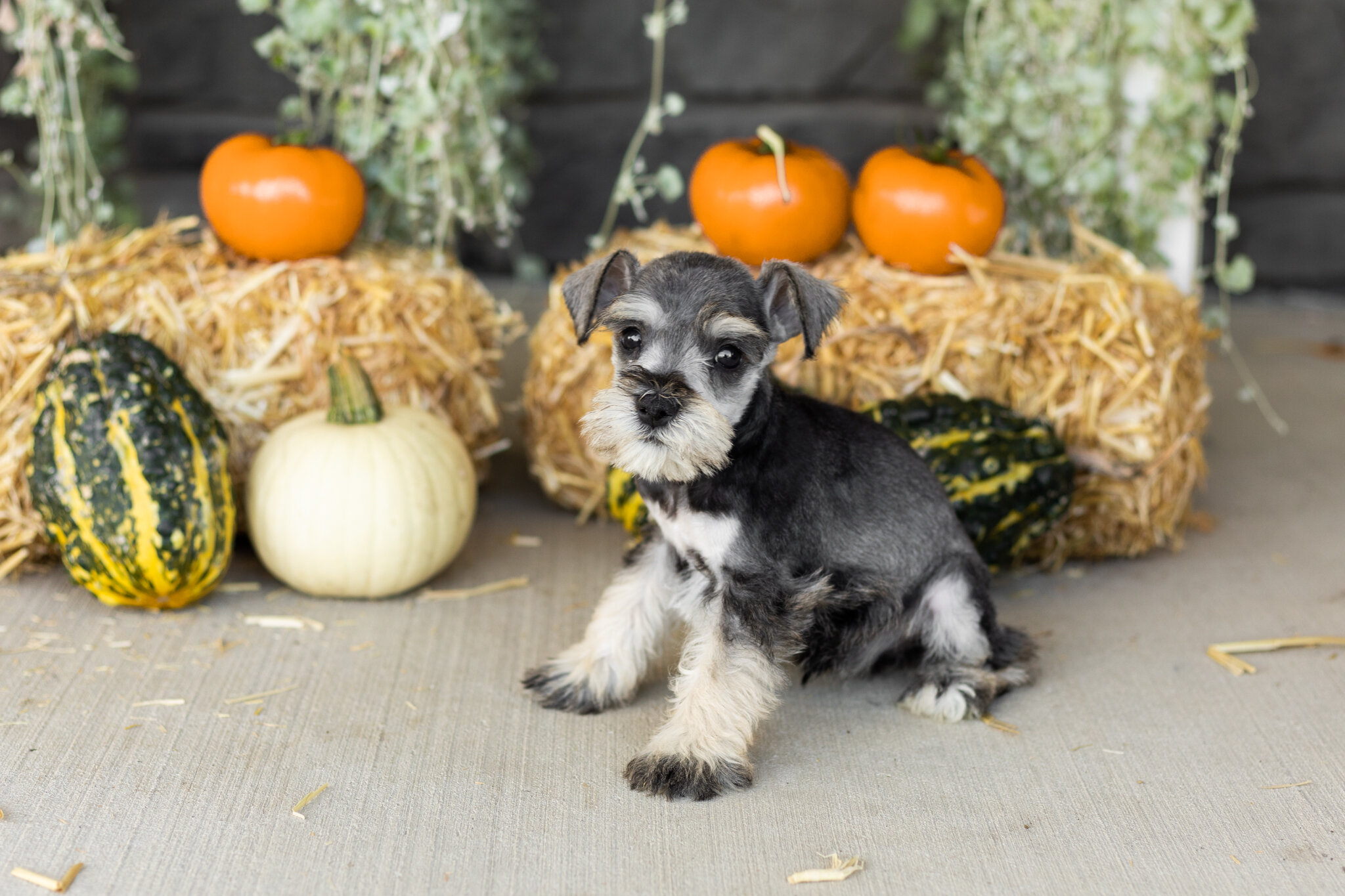 AKC Mini schnauzer male pup in Indiana (Sal) image 4
