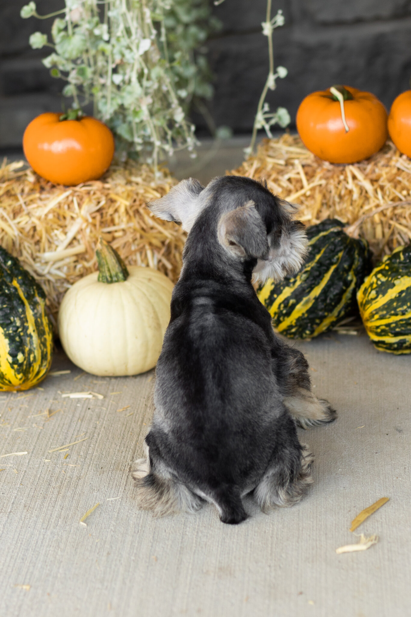 AKC Mini schnauzer male pup in Indiana (Sal) image 5