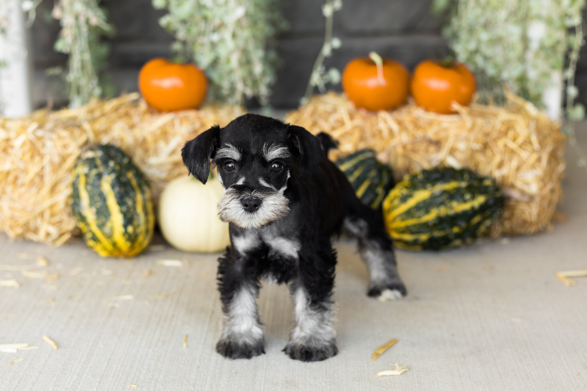 AKC MINI schnauzer male pup in Indiana (SUNNY) image 1