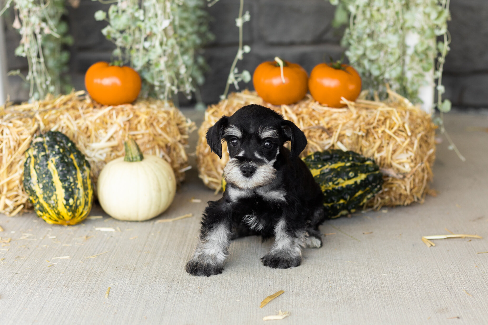 AKC MINI schnauzer male pup in Indiana (SUNNY) image 2