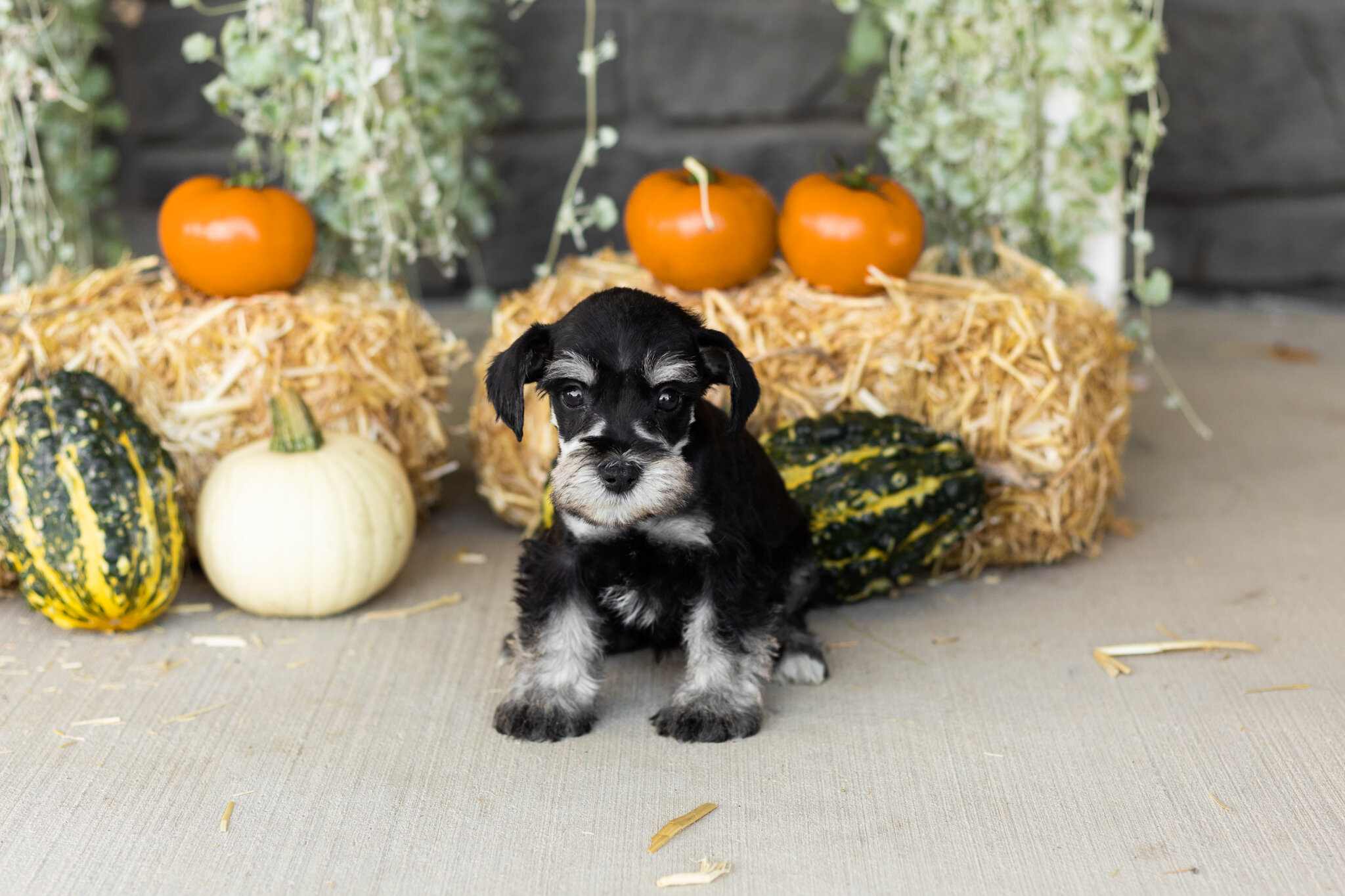 AKC MINI schnauzer male pup in Indiana (SUNNY) image 3