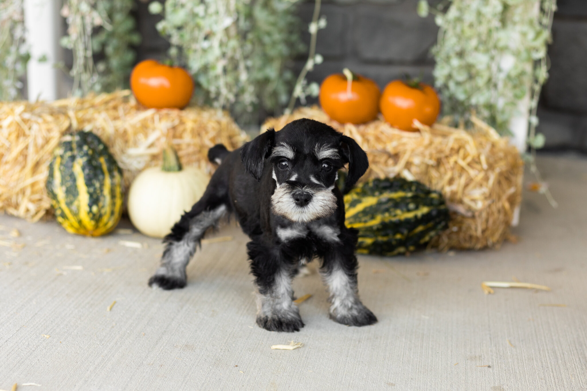 AKC MINI schnauzer male pup in Indiana (SUNNY) image 4