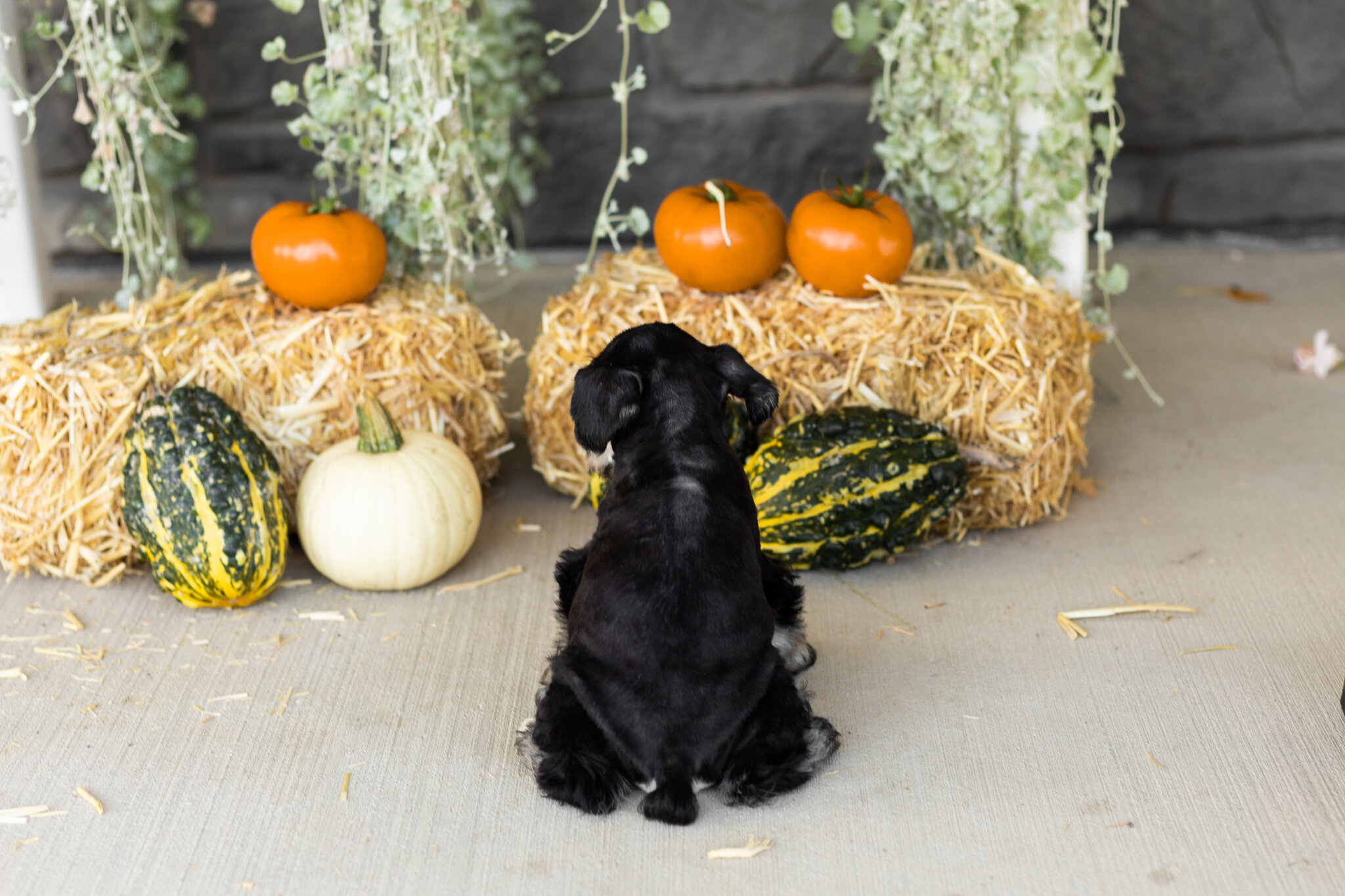 AKC MINI schnauzer male pup in Indiana (SUNNY) image 5