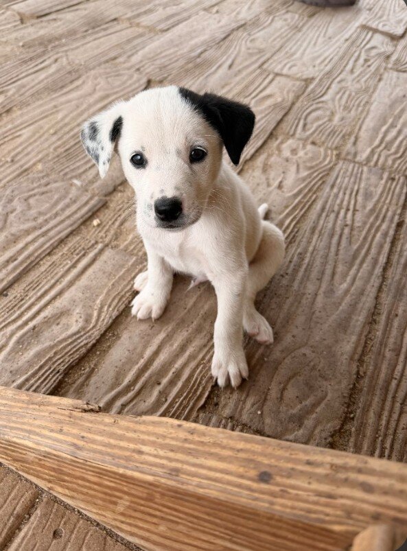 Dalmatian puppy image 1