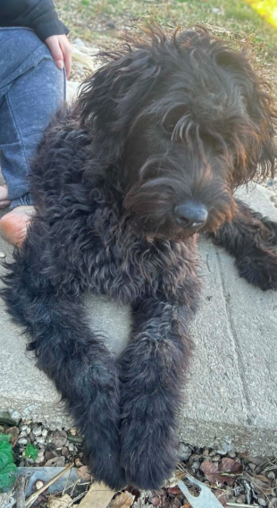 2 yr old Labradoodle female image 4
