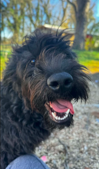2 yr old Labradoodle female image 3