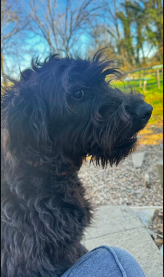 2 yr old Labradoodle female image 2