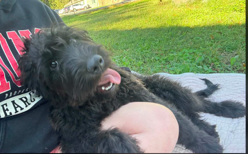 2 yr old Labradoodle female image 1