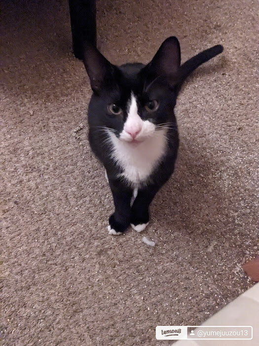 1 Year Old Tux Needs Good Home image 4