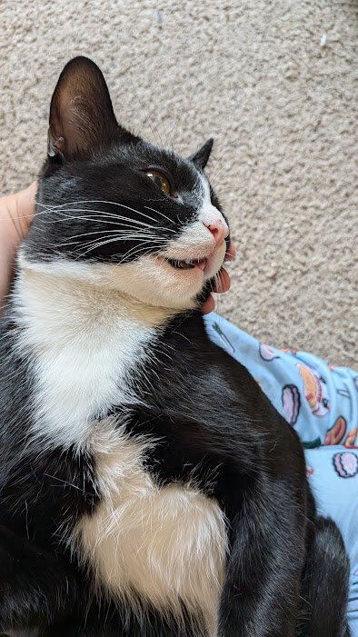 1 Year Old Tux Needs Good Home image 2