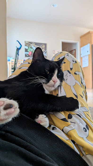 1 Year Old Tux Needs Good Home image 3