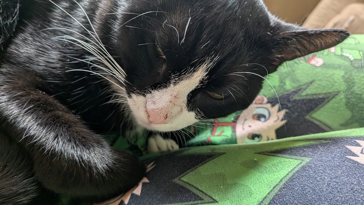 1 Year Old Tux Needs Good Home image 1