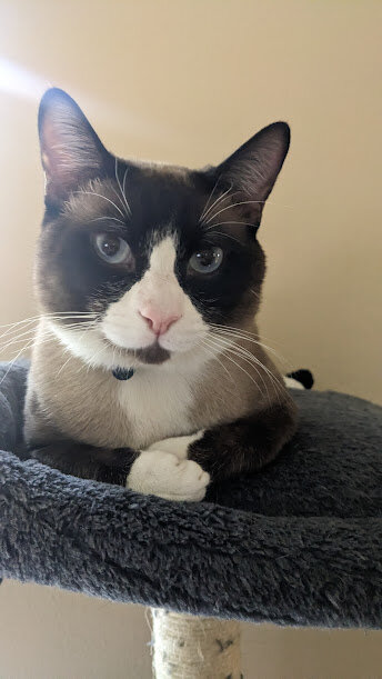 Beautiful Adult Cat Free to Good Home image 4