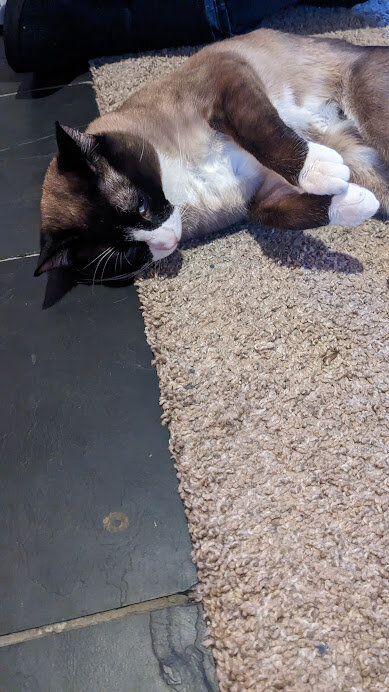 Beautiful Adult Cat Free to Good Home image 2