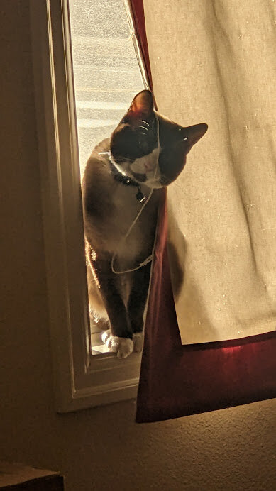 Beautiful Adult Cat Free to Good Home image 3