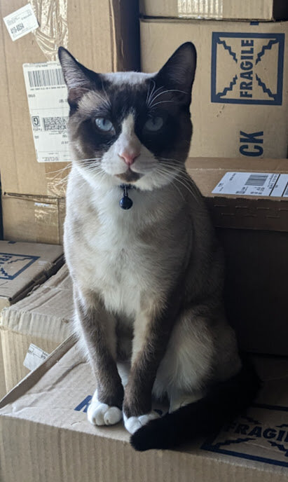 Beautiful Adult Cat Free to Good Home image 1