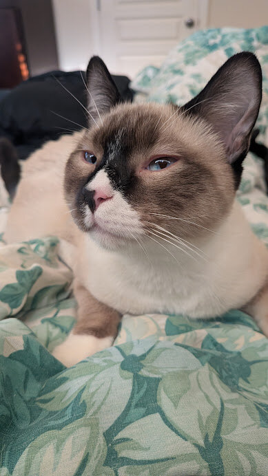 Free Bicolor Male Cat to Good Home image 3