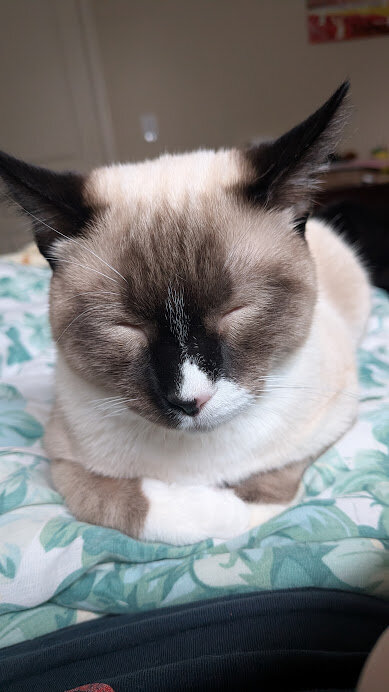 Free Bicolor Male Cat to Good Home image 1