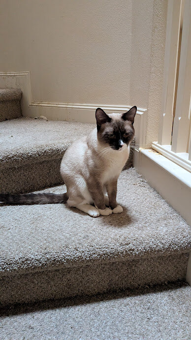 Free Bicolor Male Cat to Good Home image 2