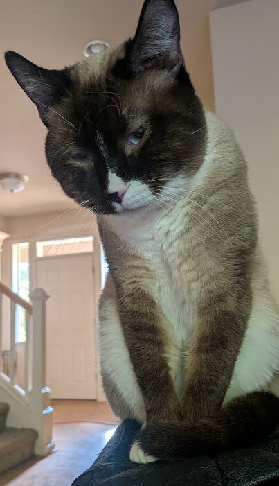 Free Bicolor Male Cat to Good Home image 4