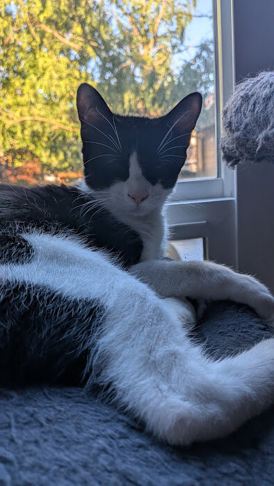 Free Adult Cat to Good Home image 3