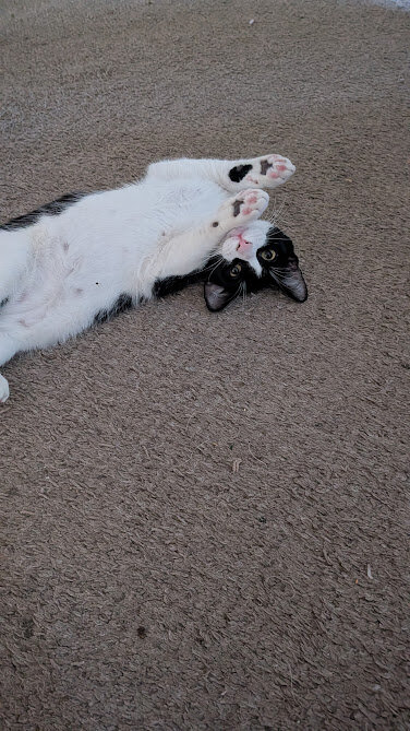 Free Adult Cat to Good Home image 2