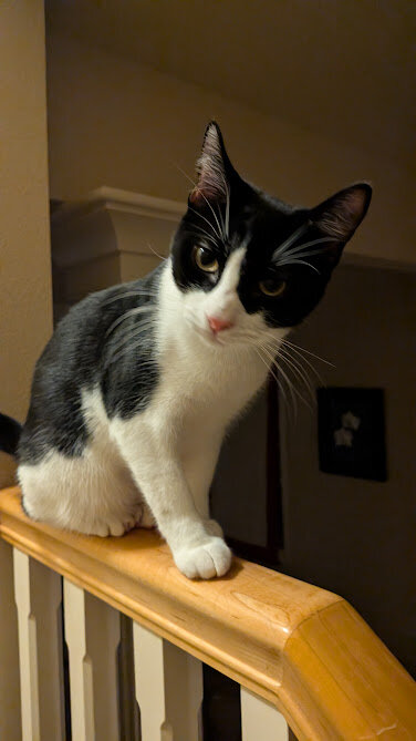 Free Adult Cat to Good Home image 1